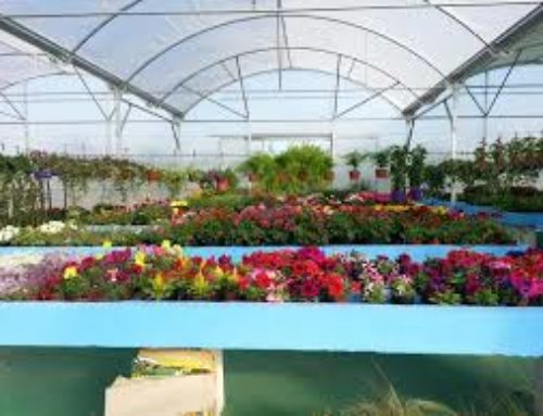 Venta de plantas y árboles